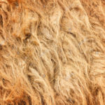 imbottitura materasso lana di cammello 2